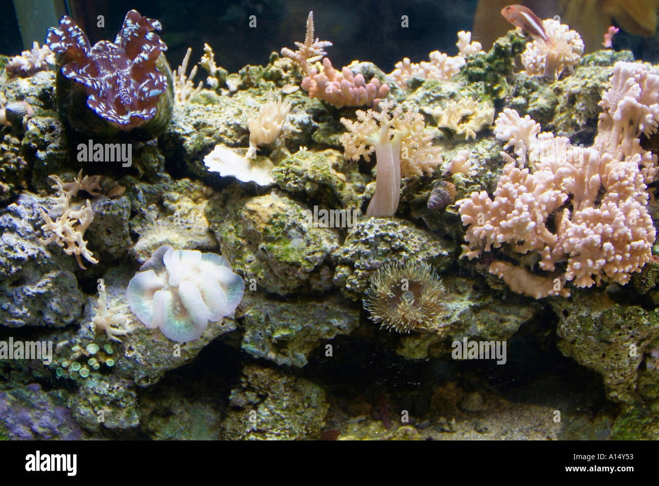 Visitors see and experience underwater sea life at The Florida Aquarium