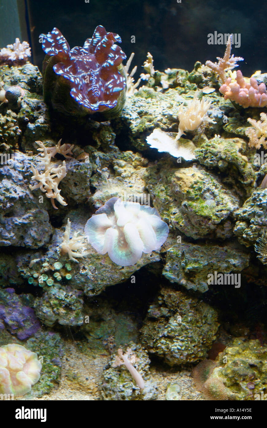 Visitors see and experience underwater sea life at The Florida Aquarium