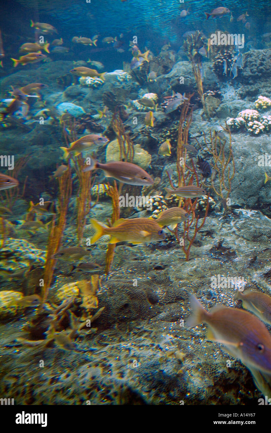 Visitors see and experience underwater sea life at The Florida Aquarium