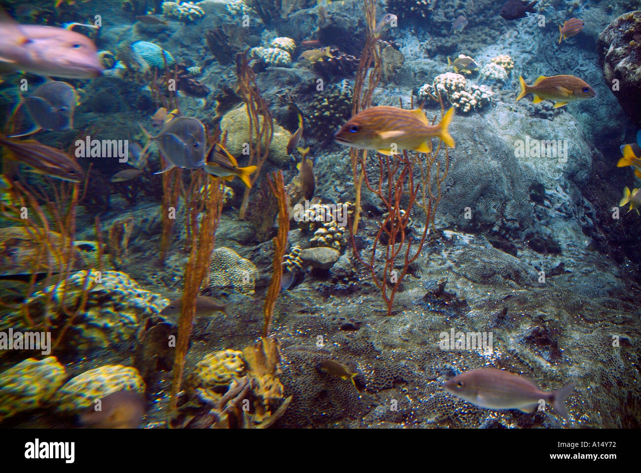 Visitors see and experience underwater sea life at The Florida Aquarium