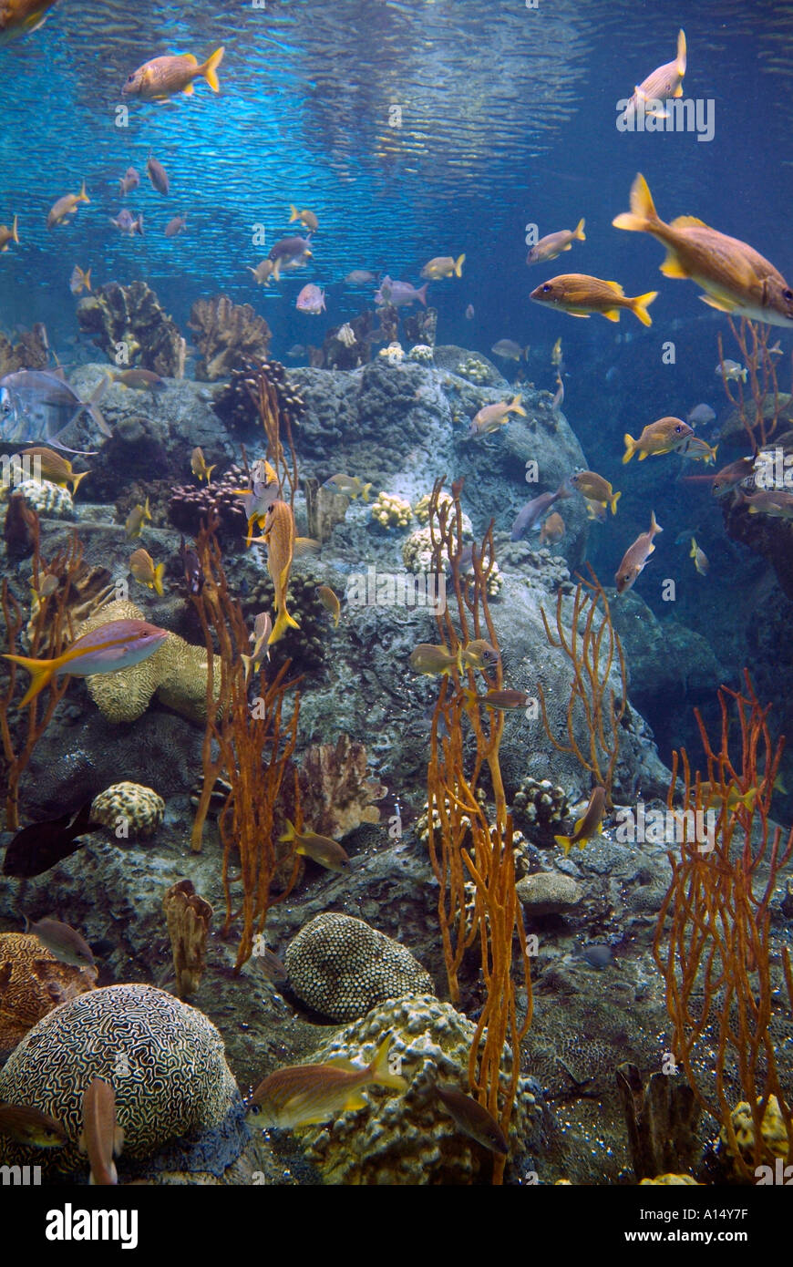 Visitors see and experience underwater sea life at The Florida Aquarium