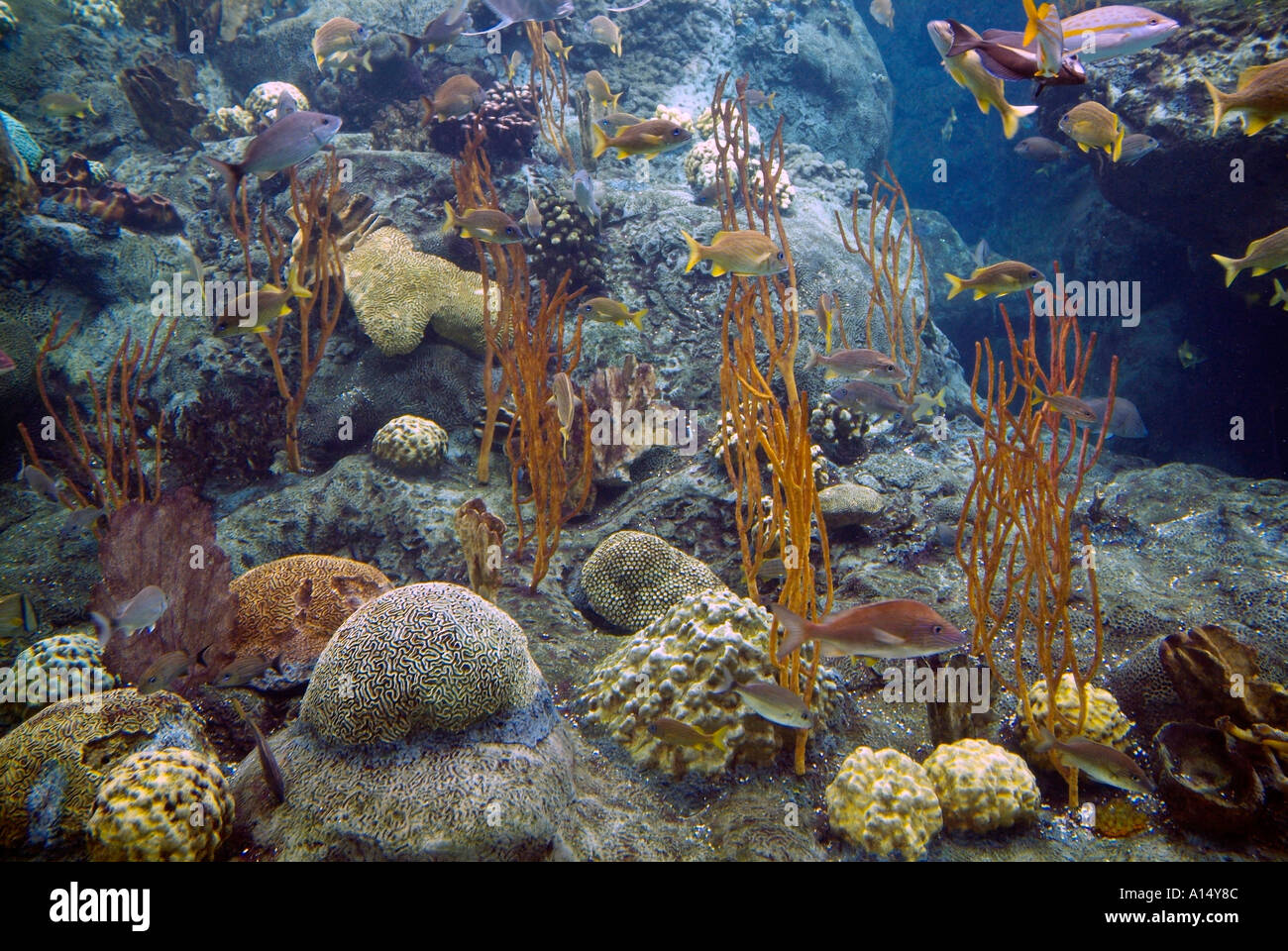 Visitors see and experience underwater sea life at The Florida Aquarium