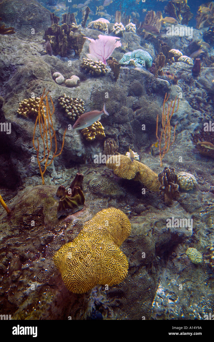 Visitors see and experience underwater sea life at The Florida Aquarium