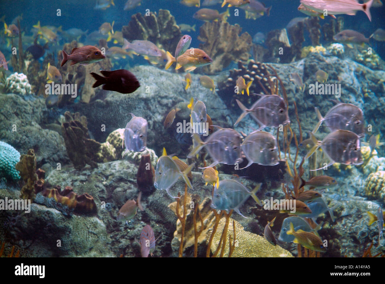 Visitors see and experience underwater sea life at The Florida Aquarium