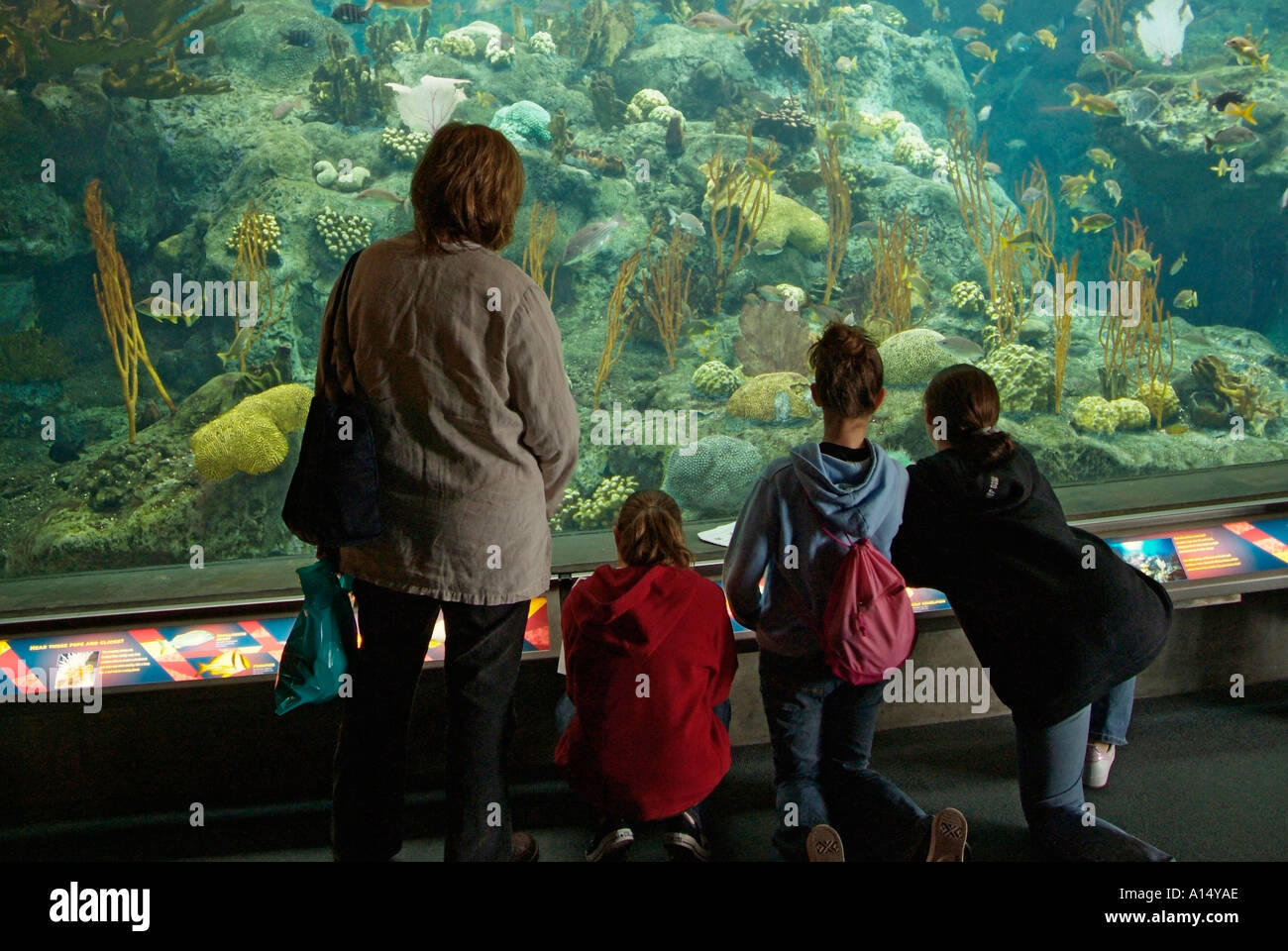 Visitors see and experience underwater sea life at The Florida Aquarium