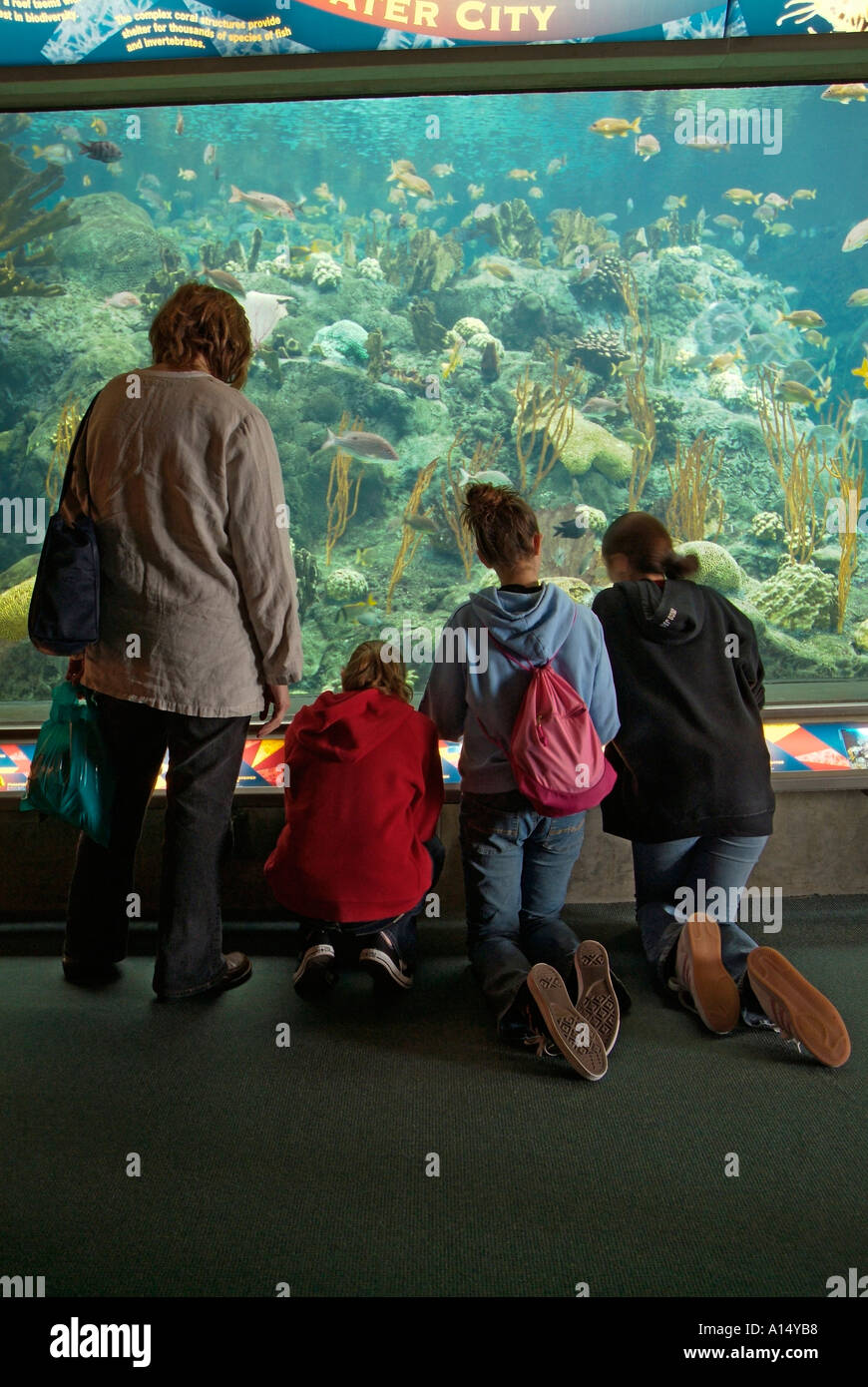 Visitors see and experience underwater sea life at The Florida Aquarium