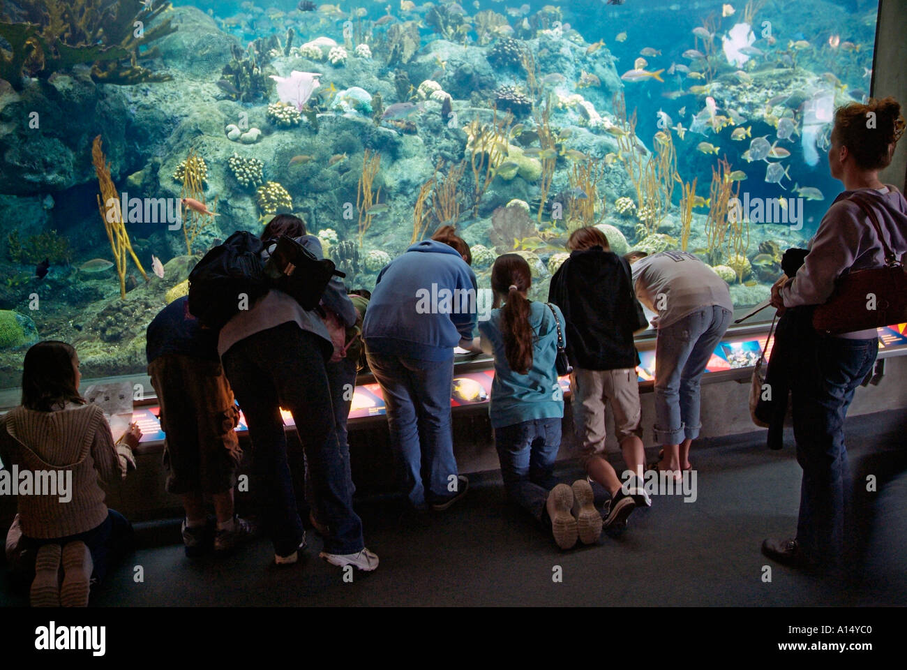 Visitors see and experience underwater sea life at The Florida Aquarium