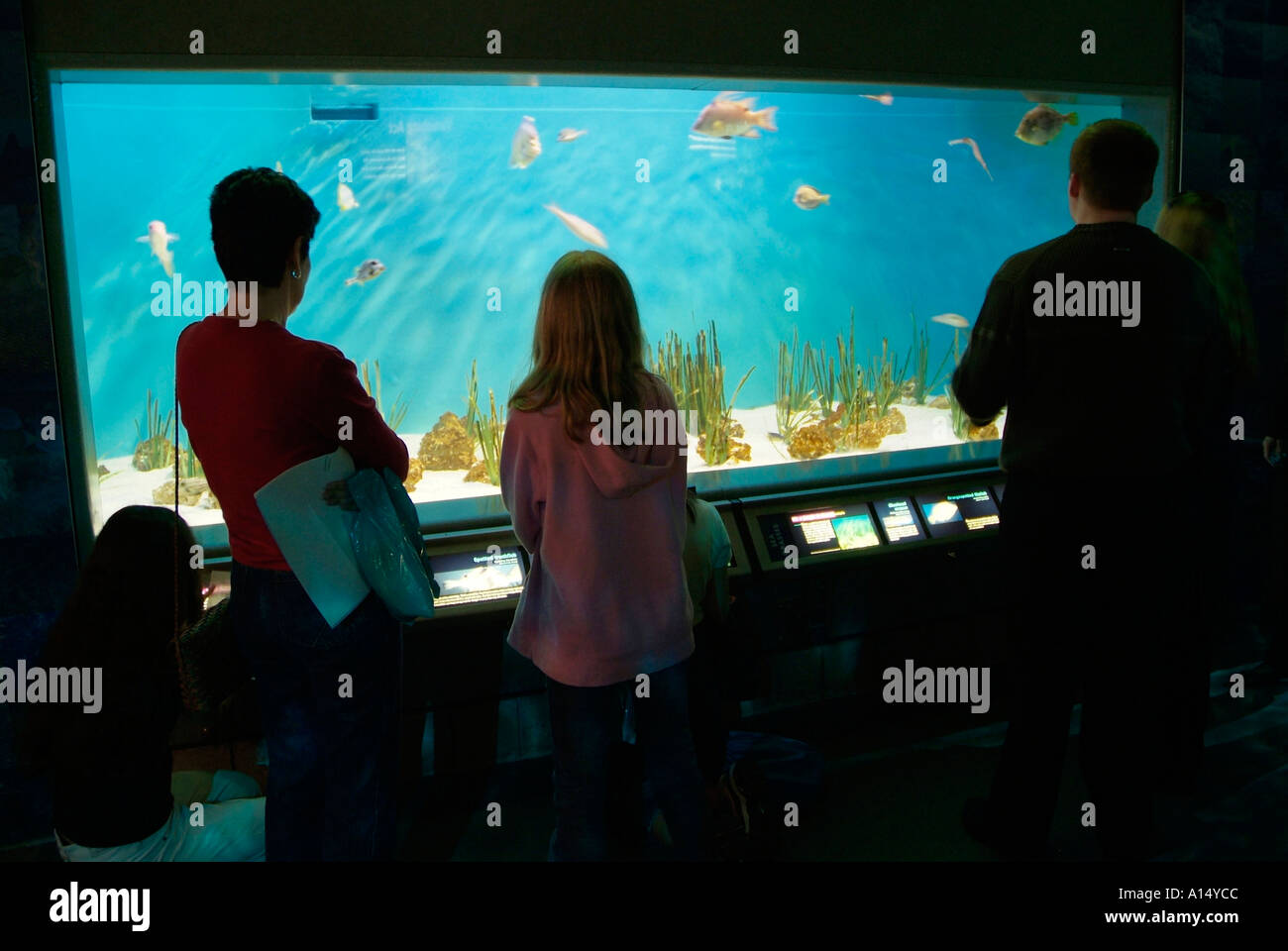 Visitors see and experience underwater sea life at The Florida Aquarium