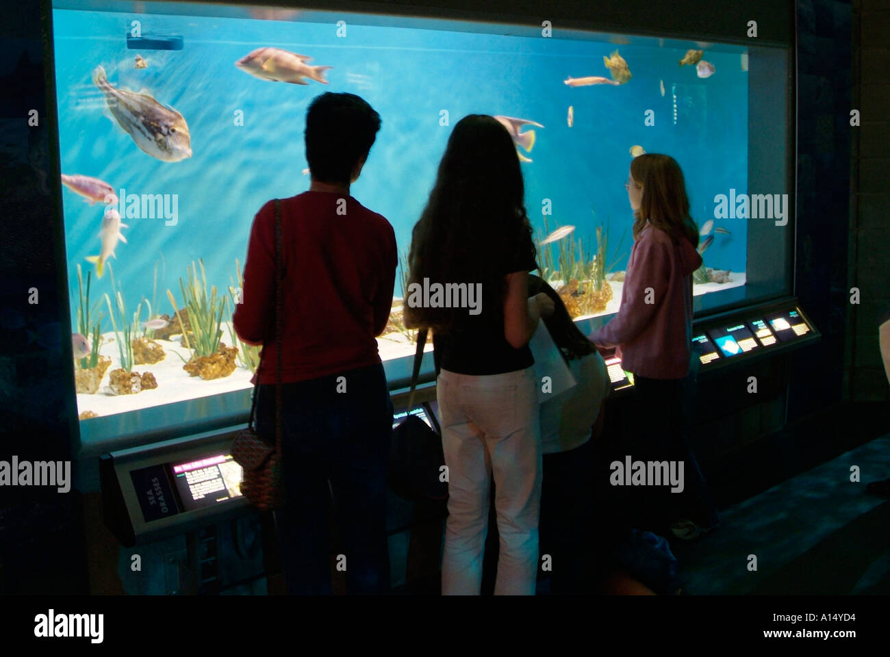 Visitors see and experience underwater sea life at The Florida Aquarium