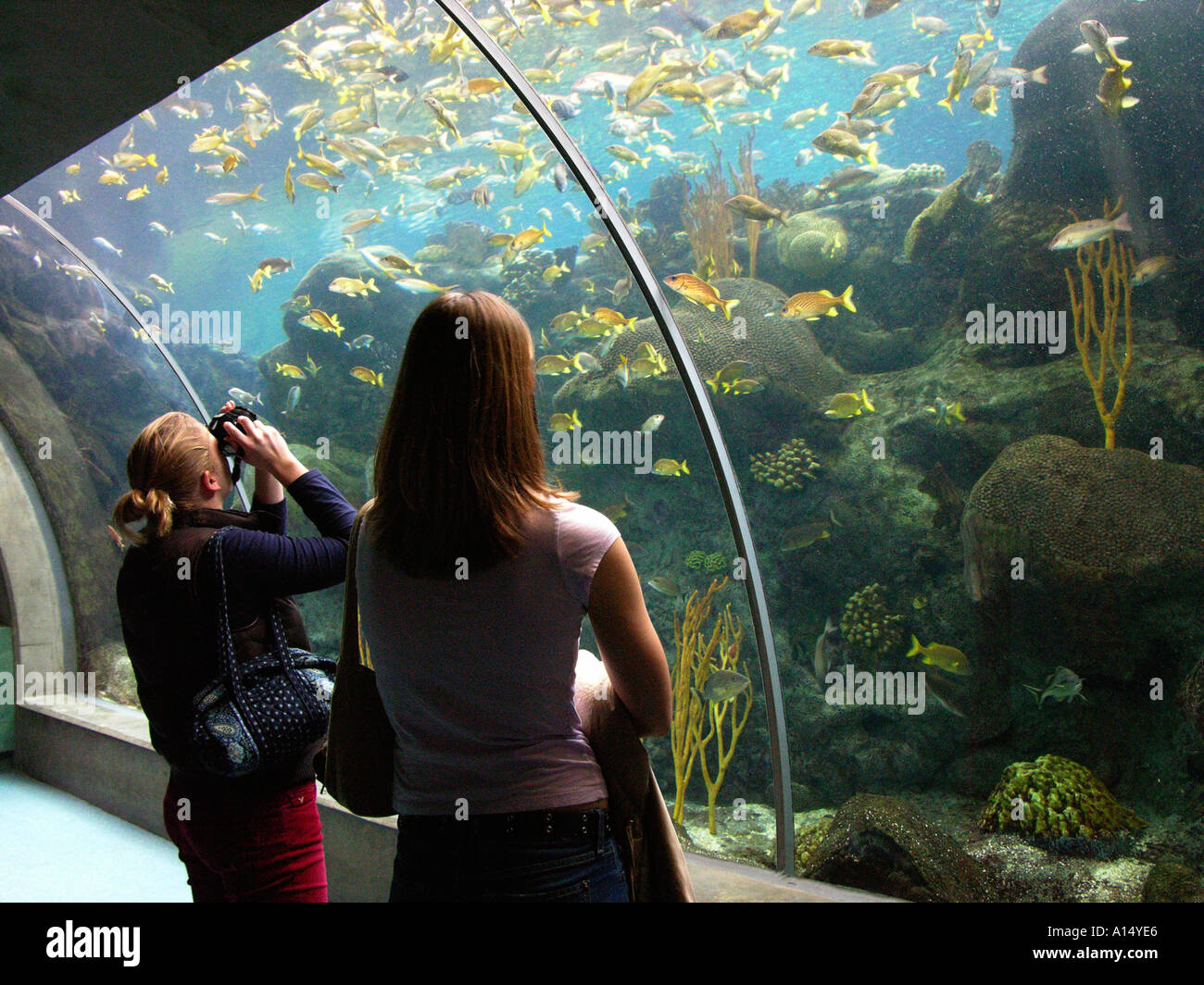 Visitors see and experience underwater sea life at The Florida Aquarium