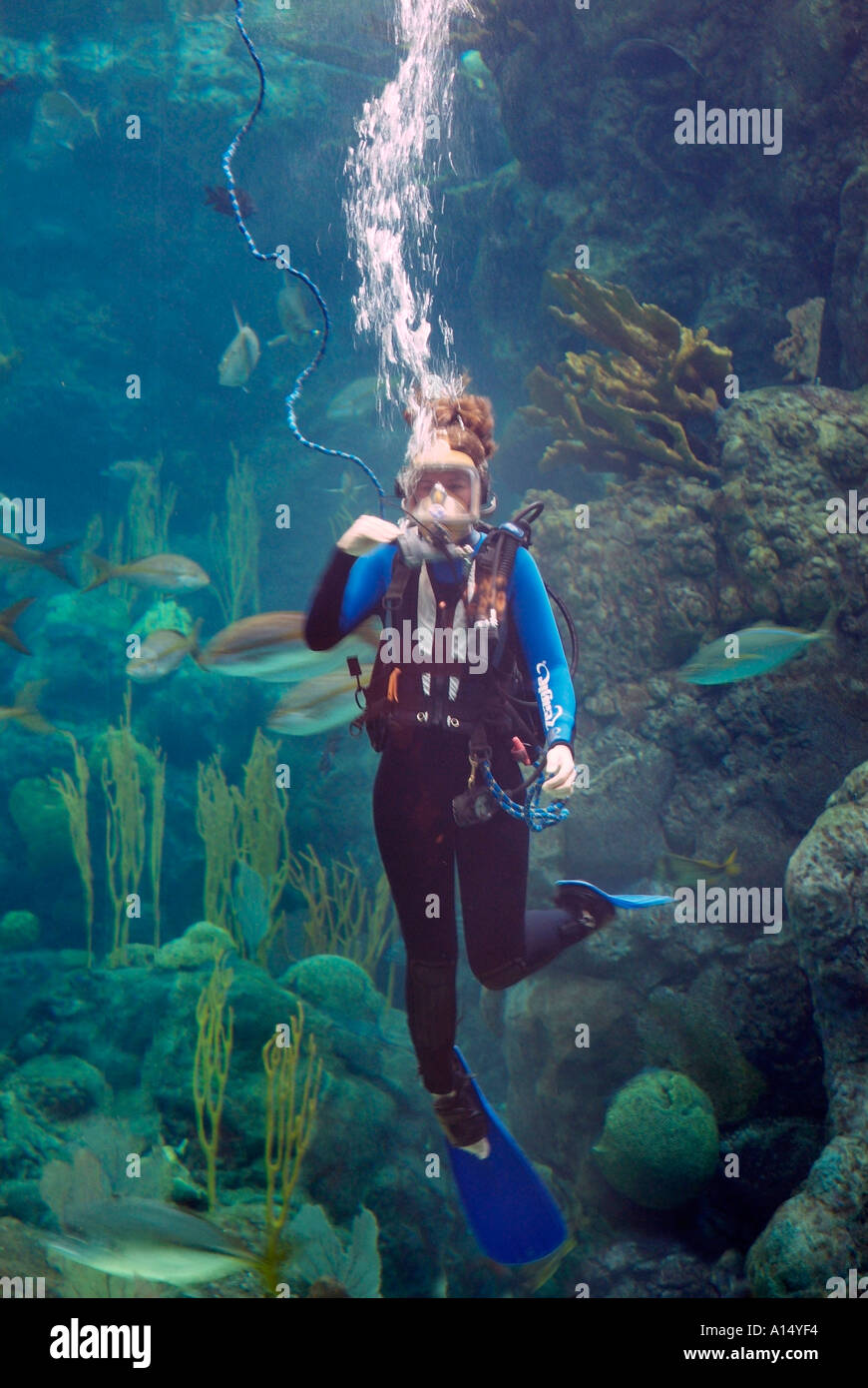 Visitors see and experience underwater sea life at The Florida Aquarium