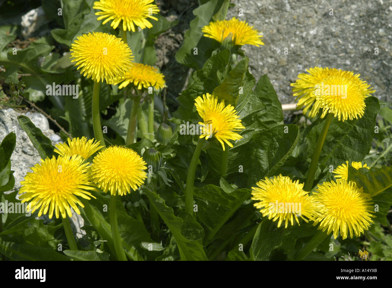 A flowering plant of dandelion Taraxacum officinale Stock Photo