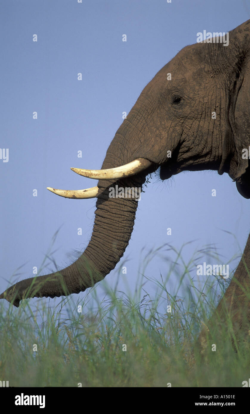 Elephant with tusks Matusadona Zimbabwe Stock Photo