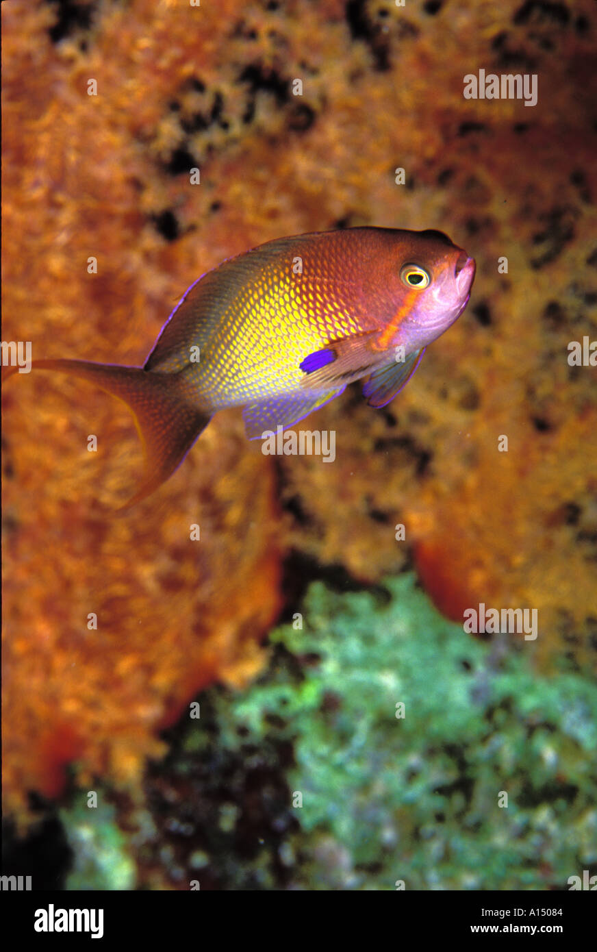 CLOSE UP OF A SCALEFIN ANTHIAS Pseudanthias squamipinnis AND ITS ...