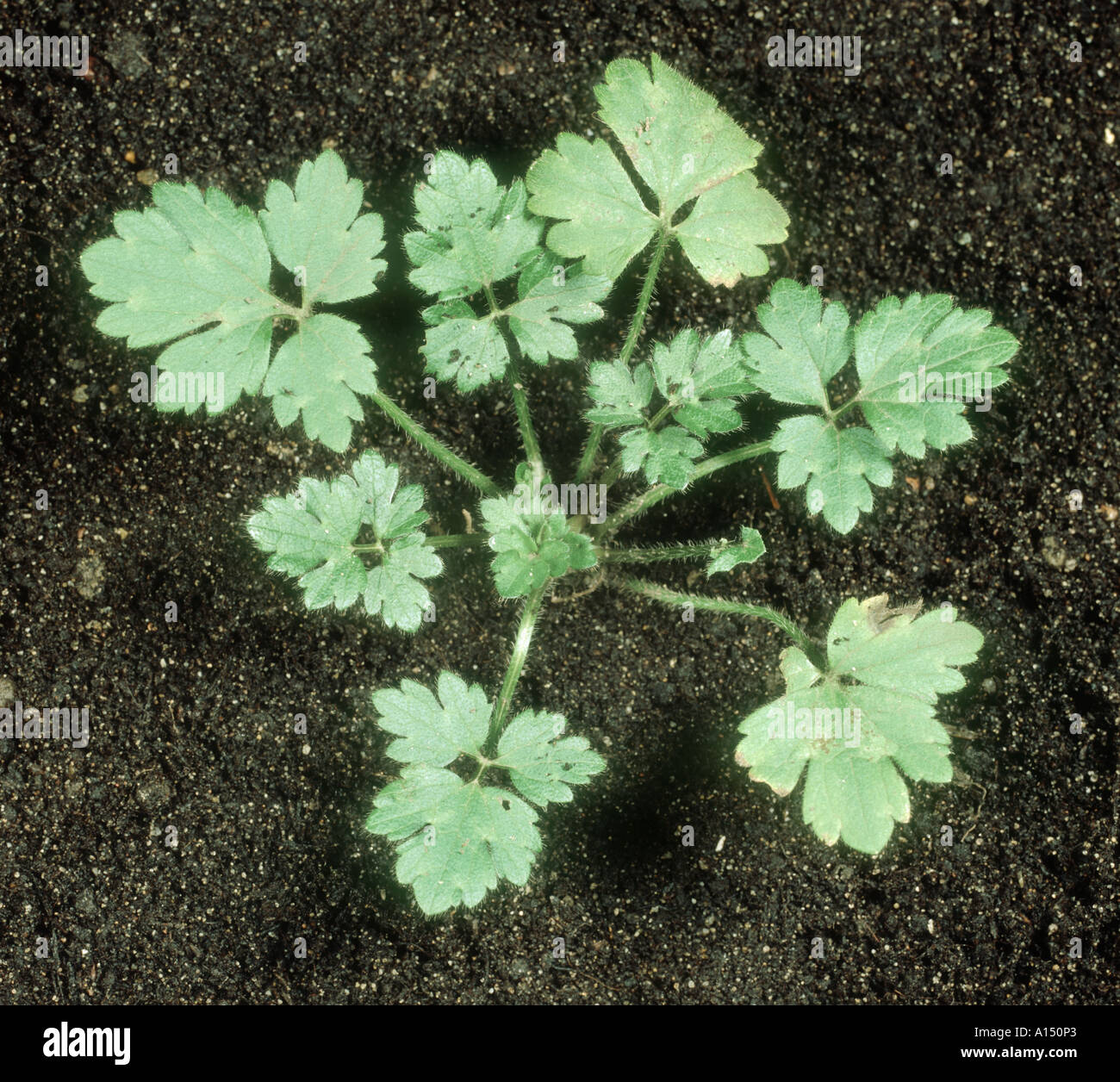 Young creeping buttercup Ranunculus repens plant Stock Photo