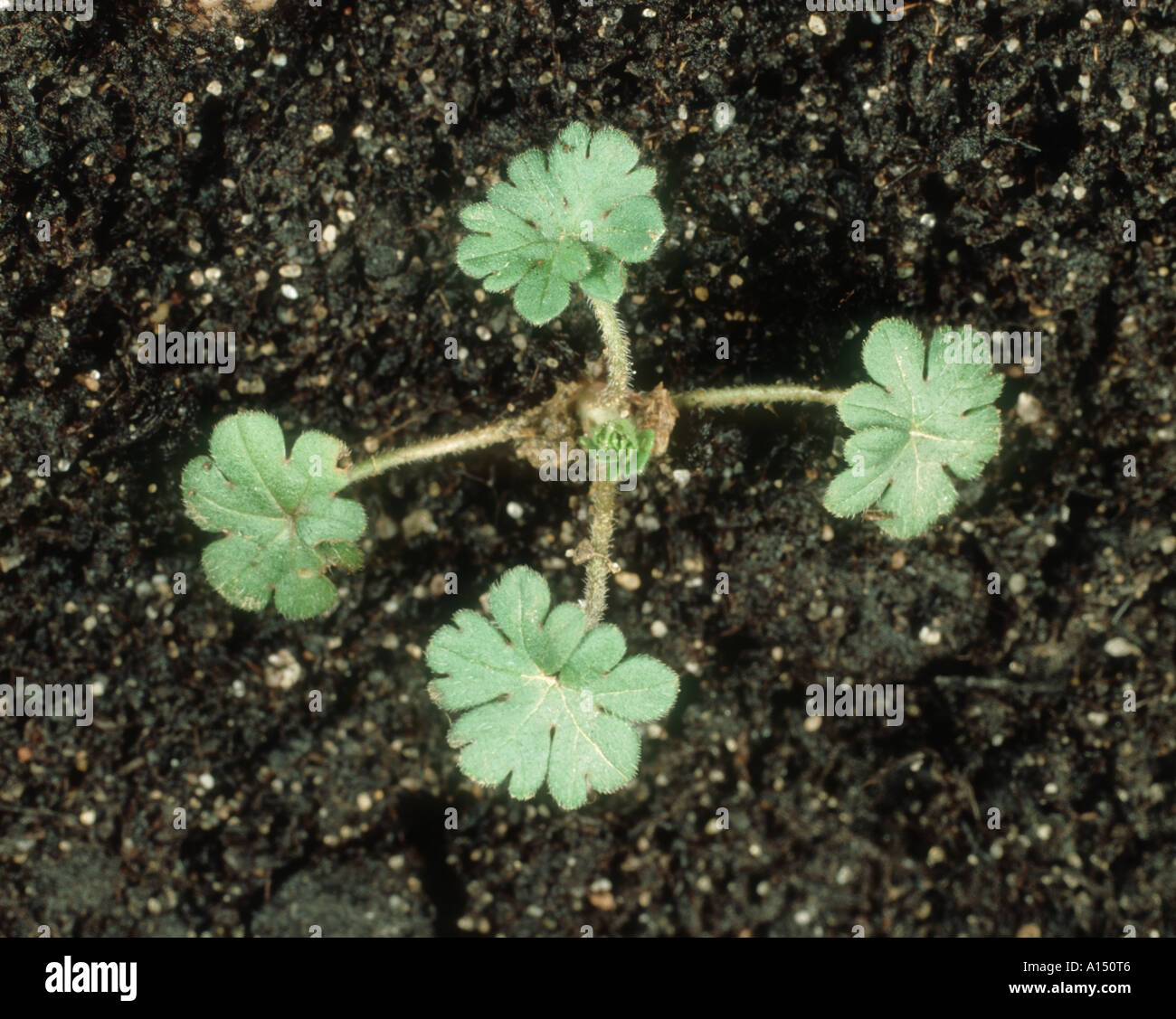 Cut leaved crane s bill Geranium dissectum seedling with four true leaves Stock Photo