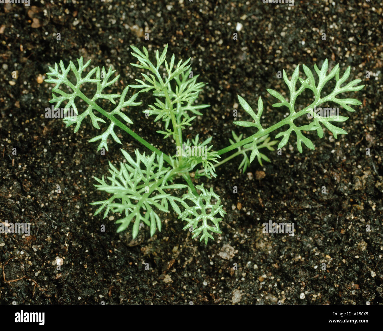 Scentless mayweed Tripleurospermum  inodorum young plant Stock Photo