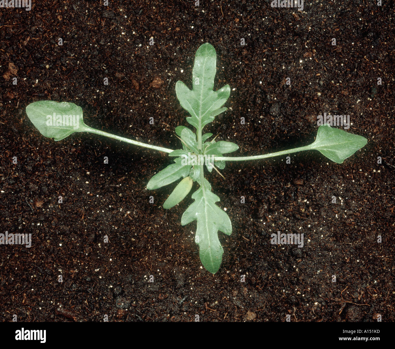 Spiny cocklebur Xanthium spinosum seedling with four true leaves Stock Photo