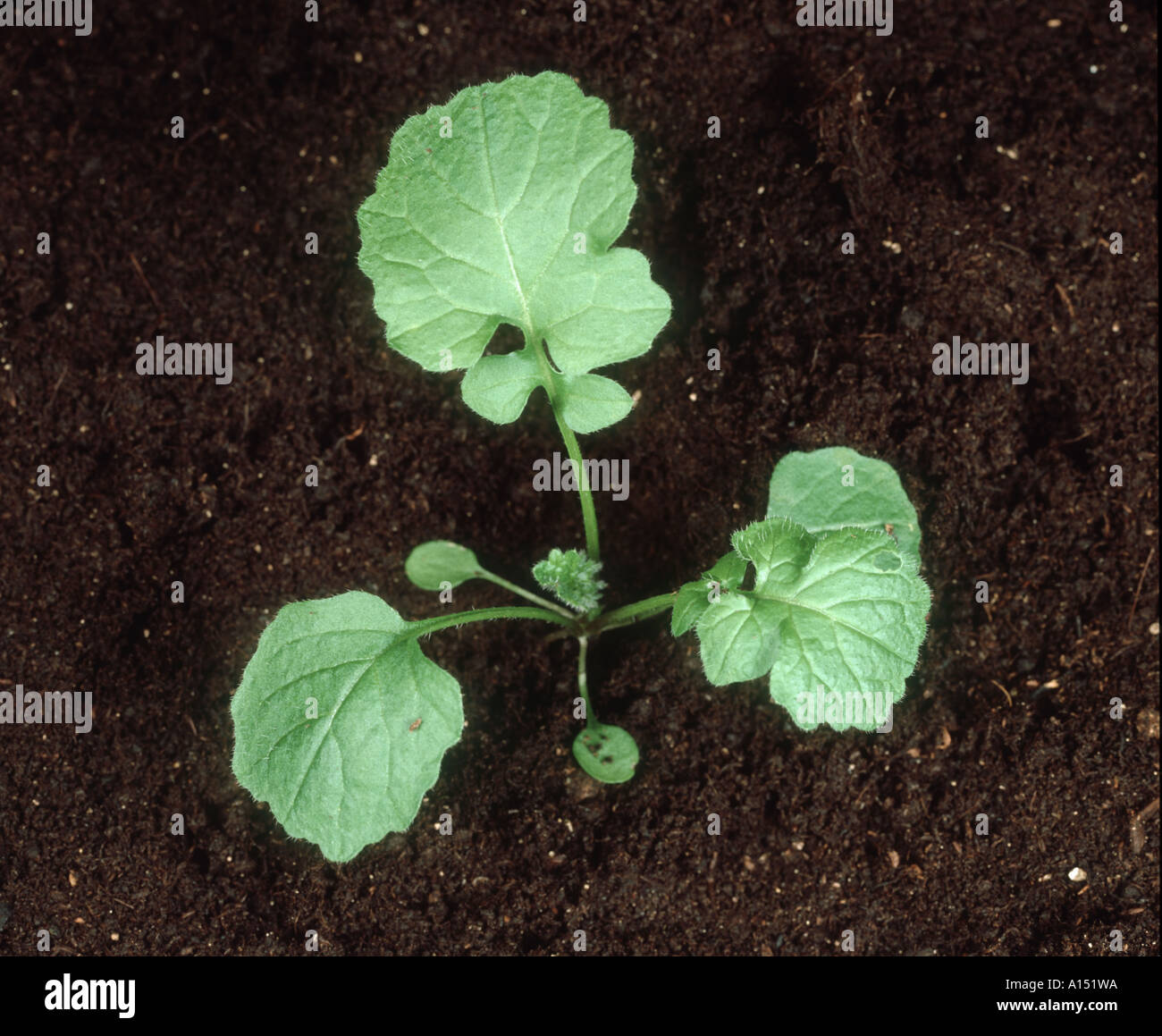 Hedge mustard Sisymbrium officinale seedling with three to four true leaves Stock Photo