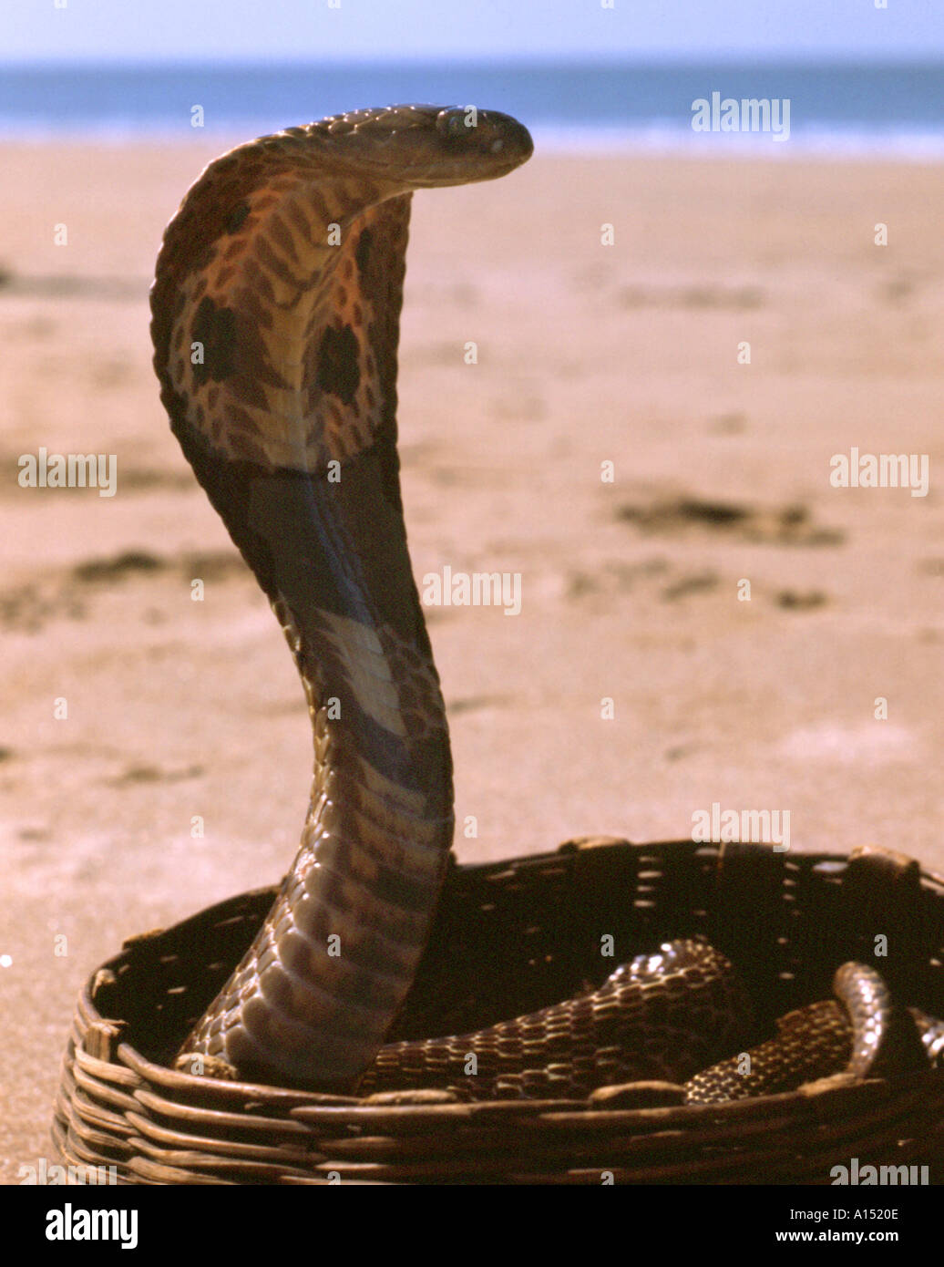 Cobra basket hi-res stock photography and images - Alamy