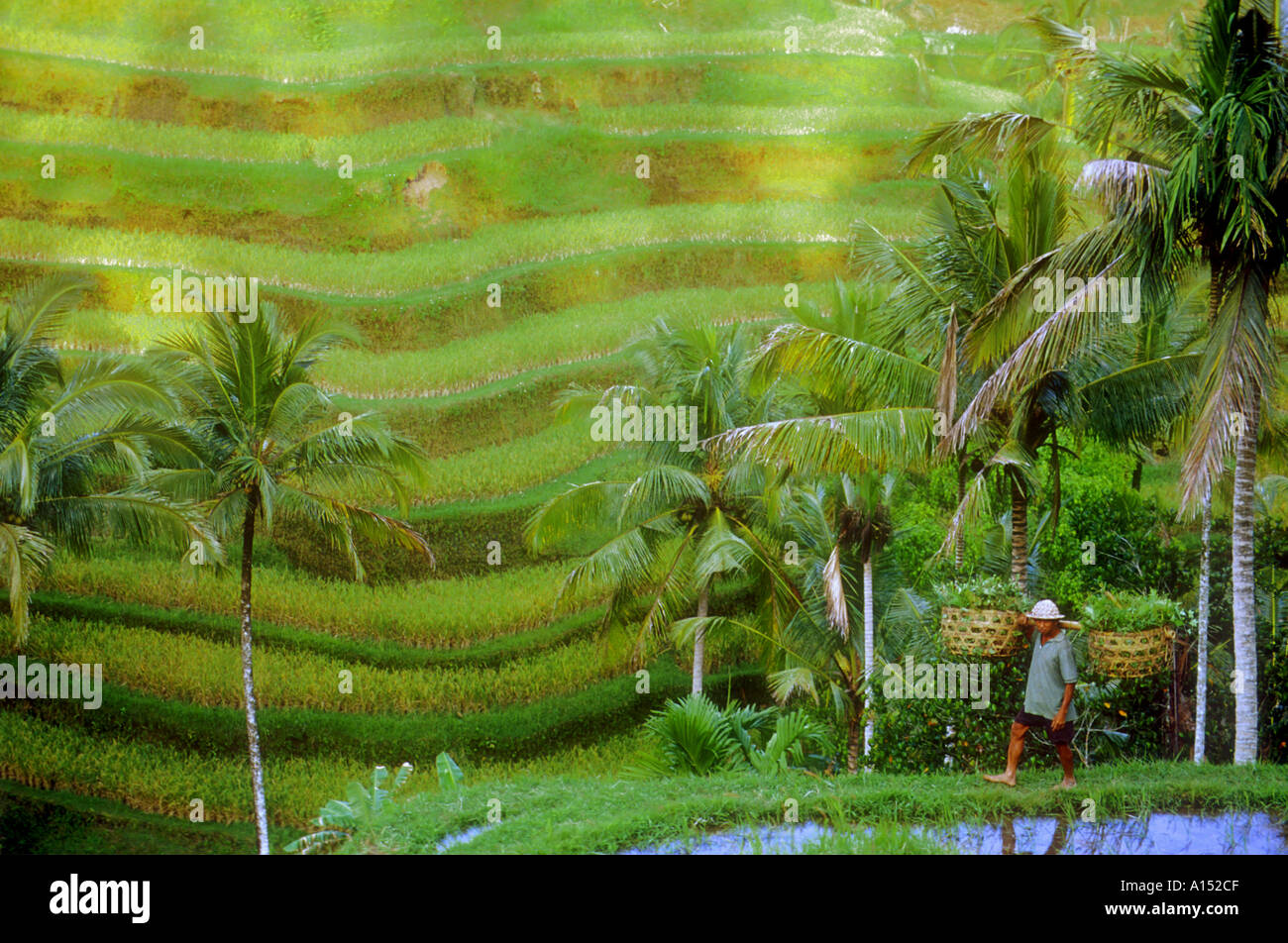 Terraced Rice Fields in Tegallalang, Central Bali (Indonesia) Stock Photo