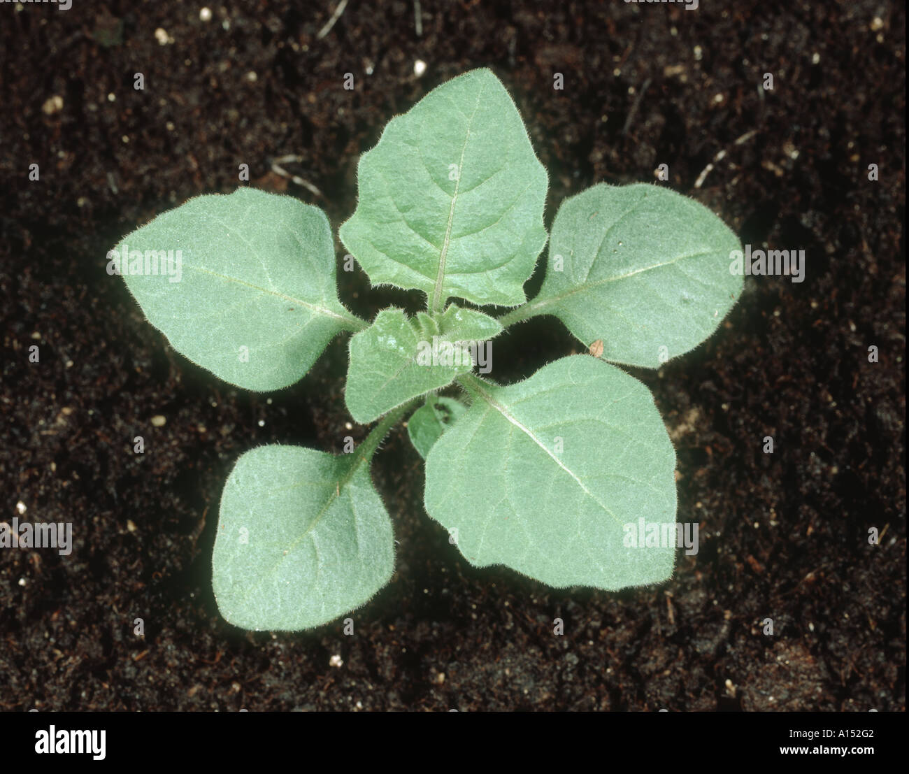 Black nightshade Solanum nigrum young plant Stock Photo