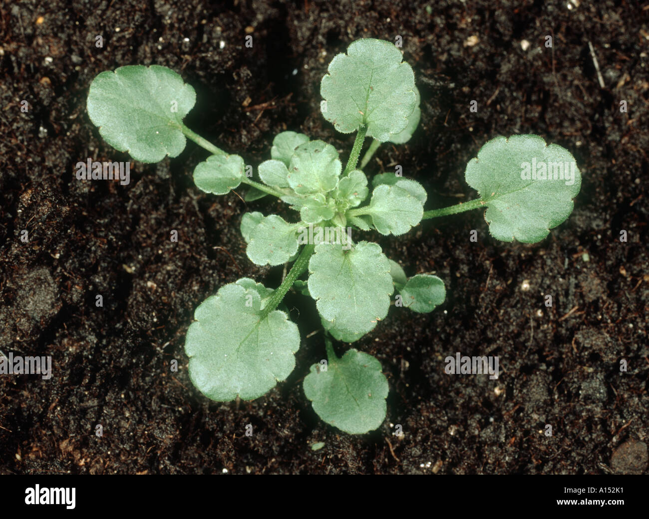 Young field pansy Viola arvensis plant Stock Photo - Alamy