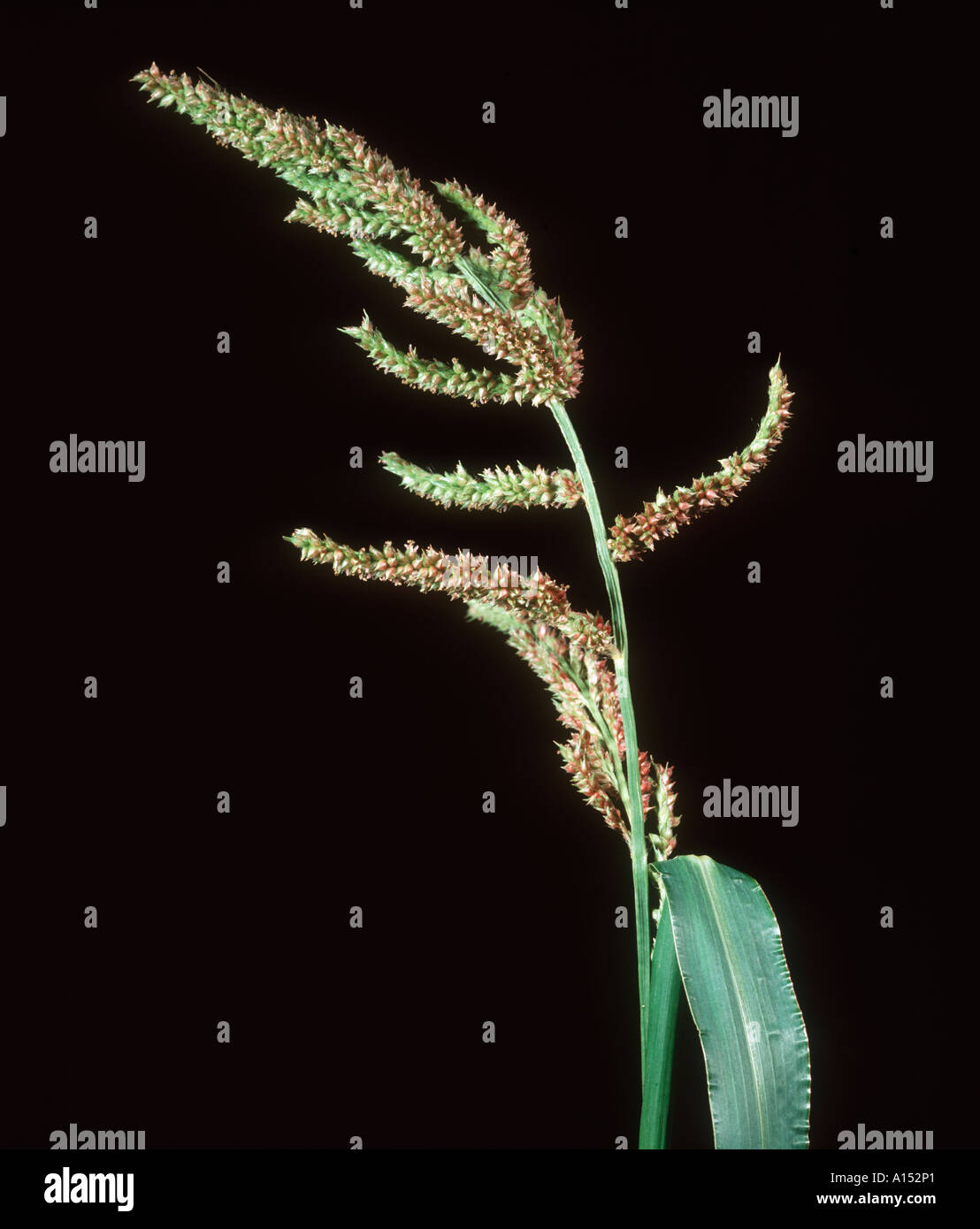 Barnyard Grass Echinochloa crus galli flower spike Stock Photo