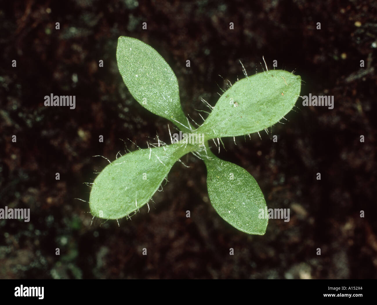Common mouse ear Cerastium fontanum seedling with cotyledons and two true leaves Stock Photo