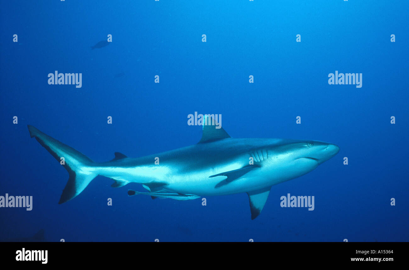 Grey Reef Shark Carcharhinus amblyrhynchos sometimes called Shortnose Blacktail Shark Carcharhinus wheeleri Sudan Red Sea Stock Photo