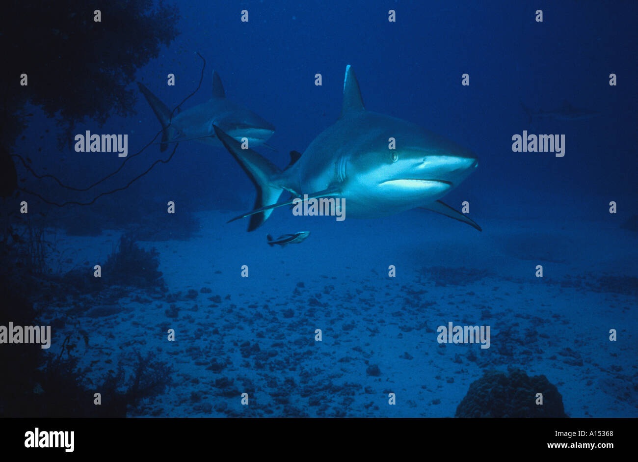 Grey Reef Sharks Carcharhinus amblyrhynchos sometimes called Shortnose Blacktail Shark Carcharhinus wheeleri Plus Remora Ec Stock Photo
