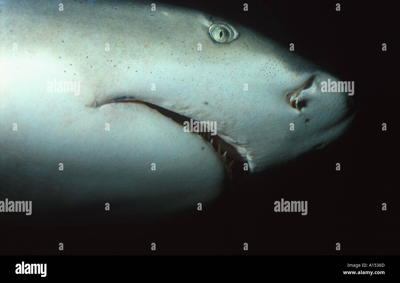 Atlantic Lemon Shark Negaprion brevirostis Cuba Shows Ampullae de Lorenzini electroreceptors close up Stock Photo