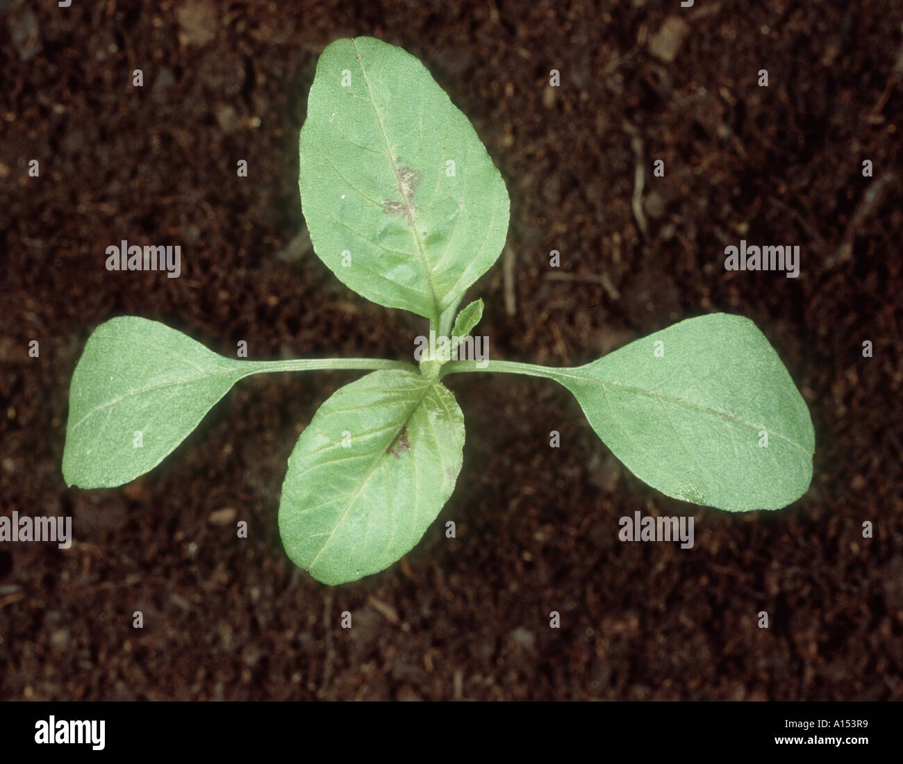 Green amaranth Amaranthus viridis seedling with four true leaves Stock Photo