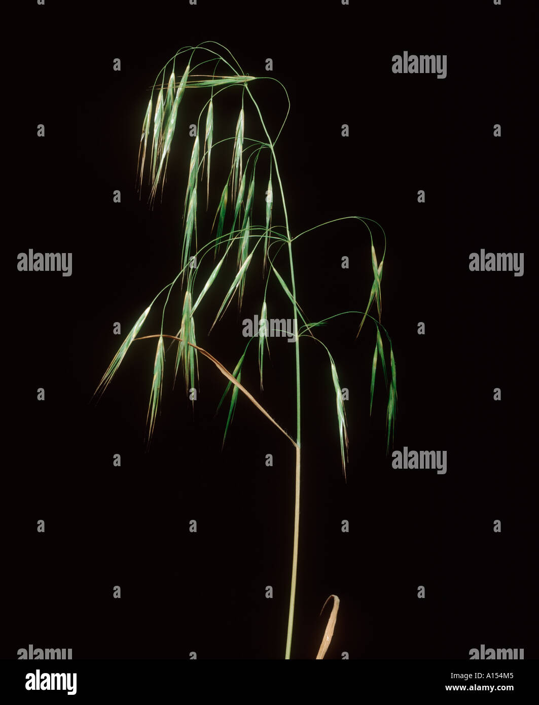 Drooping brome Bromus tectorum flower spikes Stock Photo