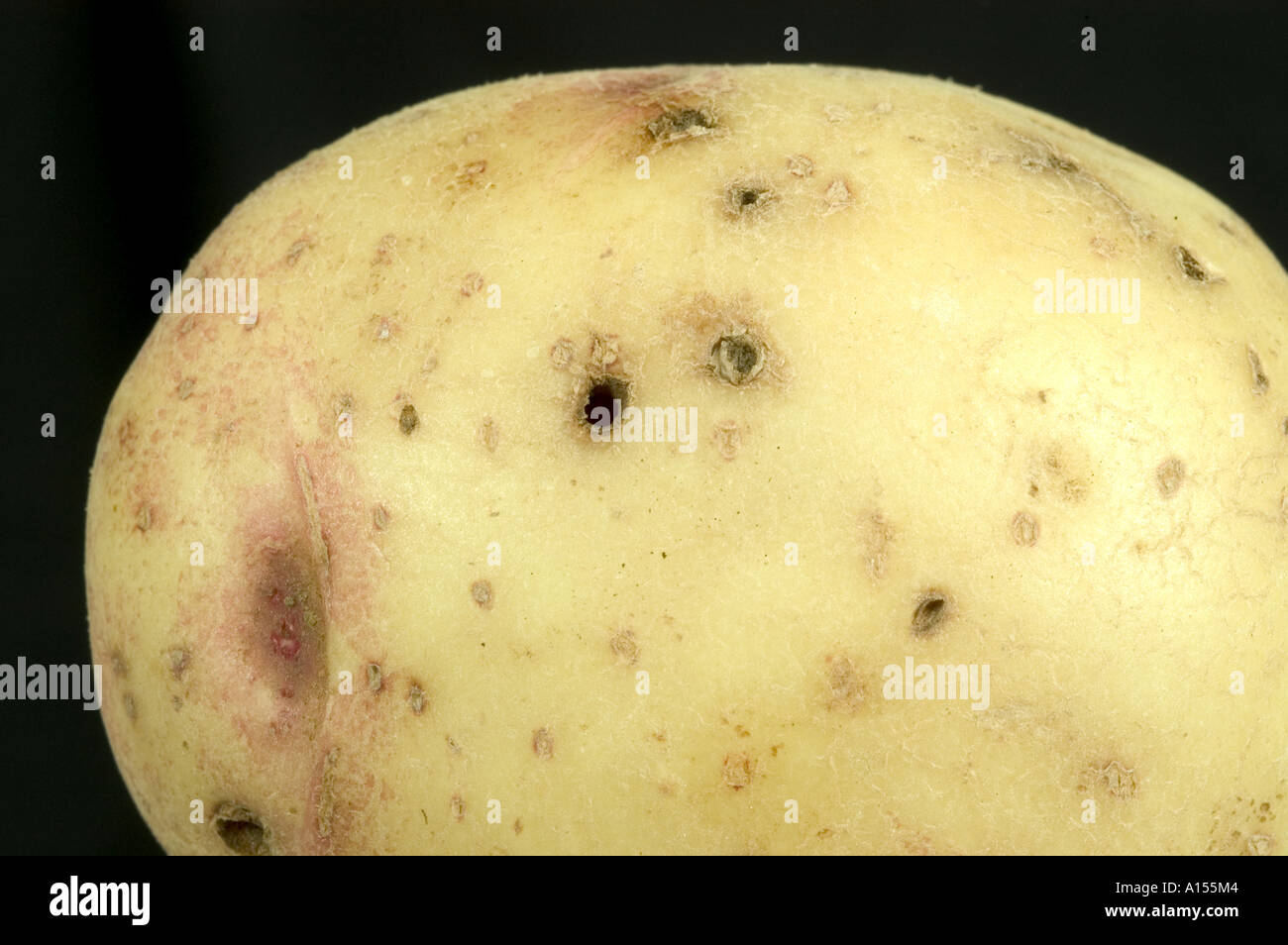 Feeding holes in potato tuber surface caused by wireworms Agriotes sp