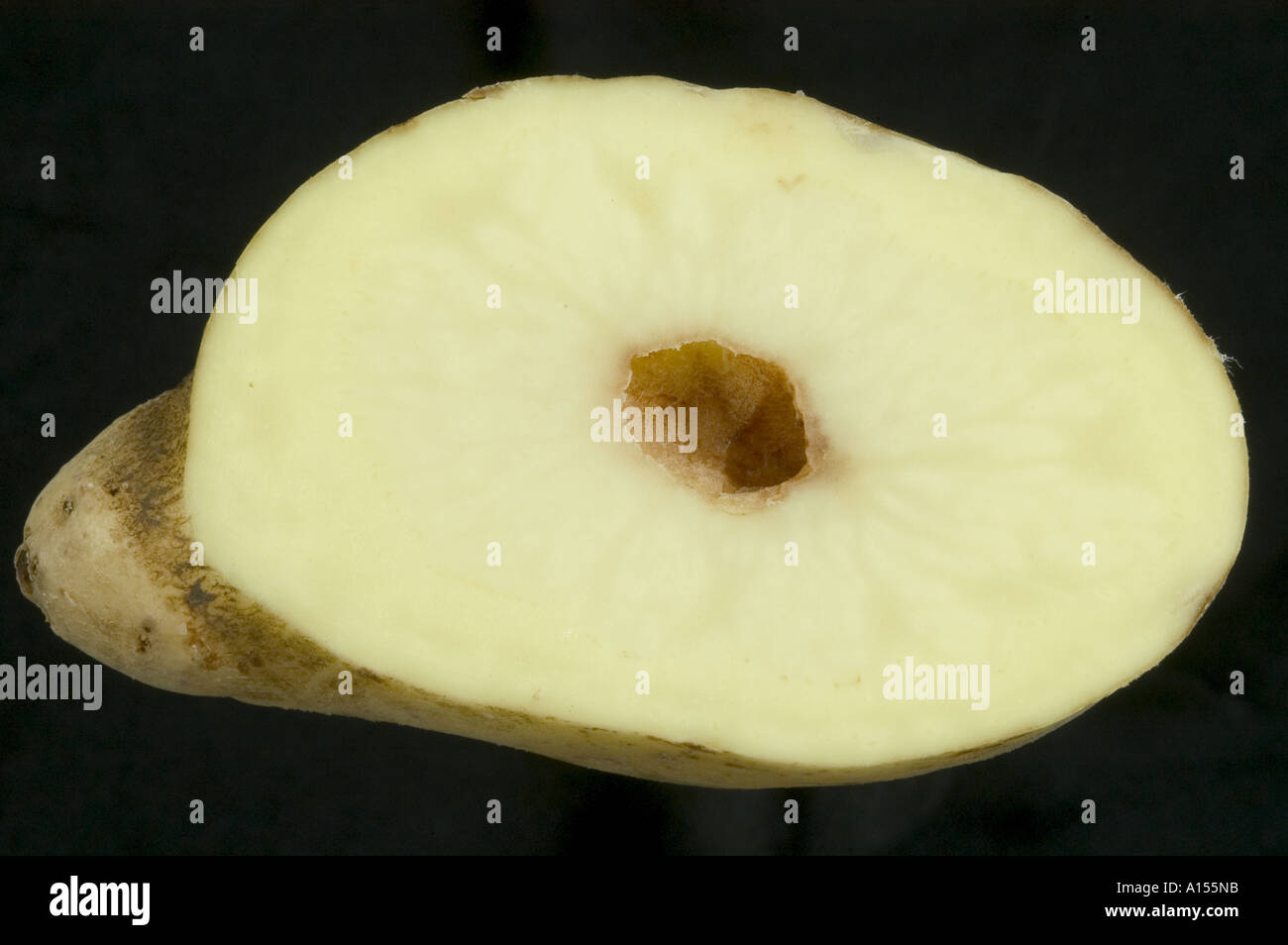 Hollow heart at the centre of a large overgrown potato tuber Stock Photo