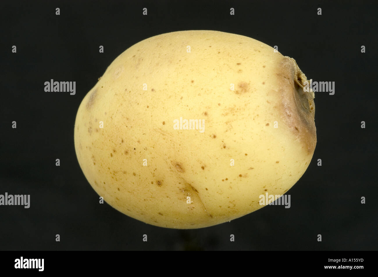 Stolon end rot damage on whole potato tuber Stock Photo