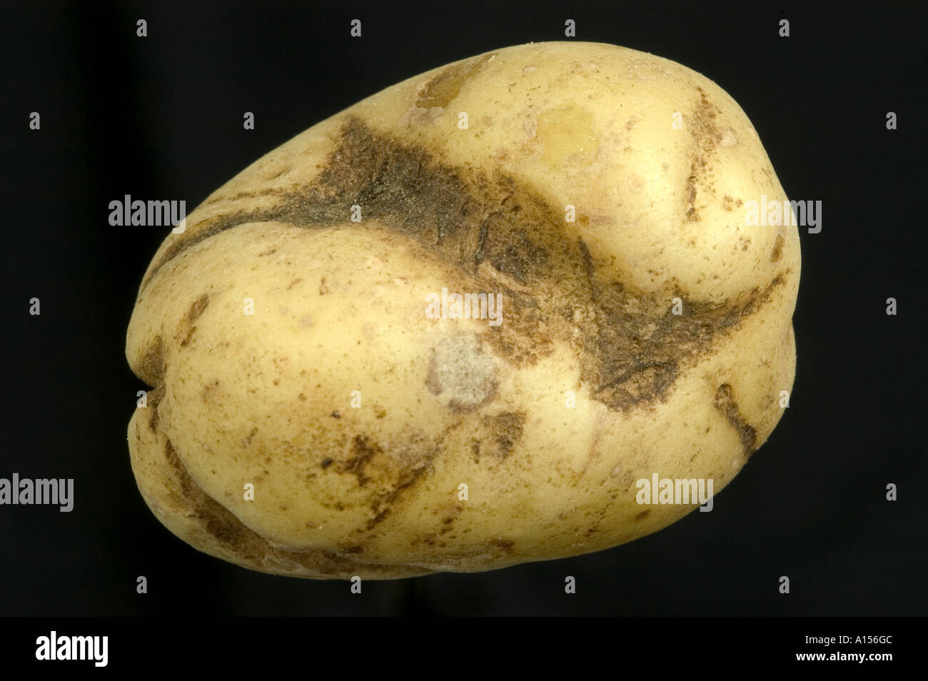 Black scurf Rhizoctonia solani russeting distortion in potato tuber Stock Photo