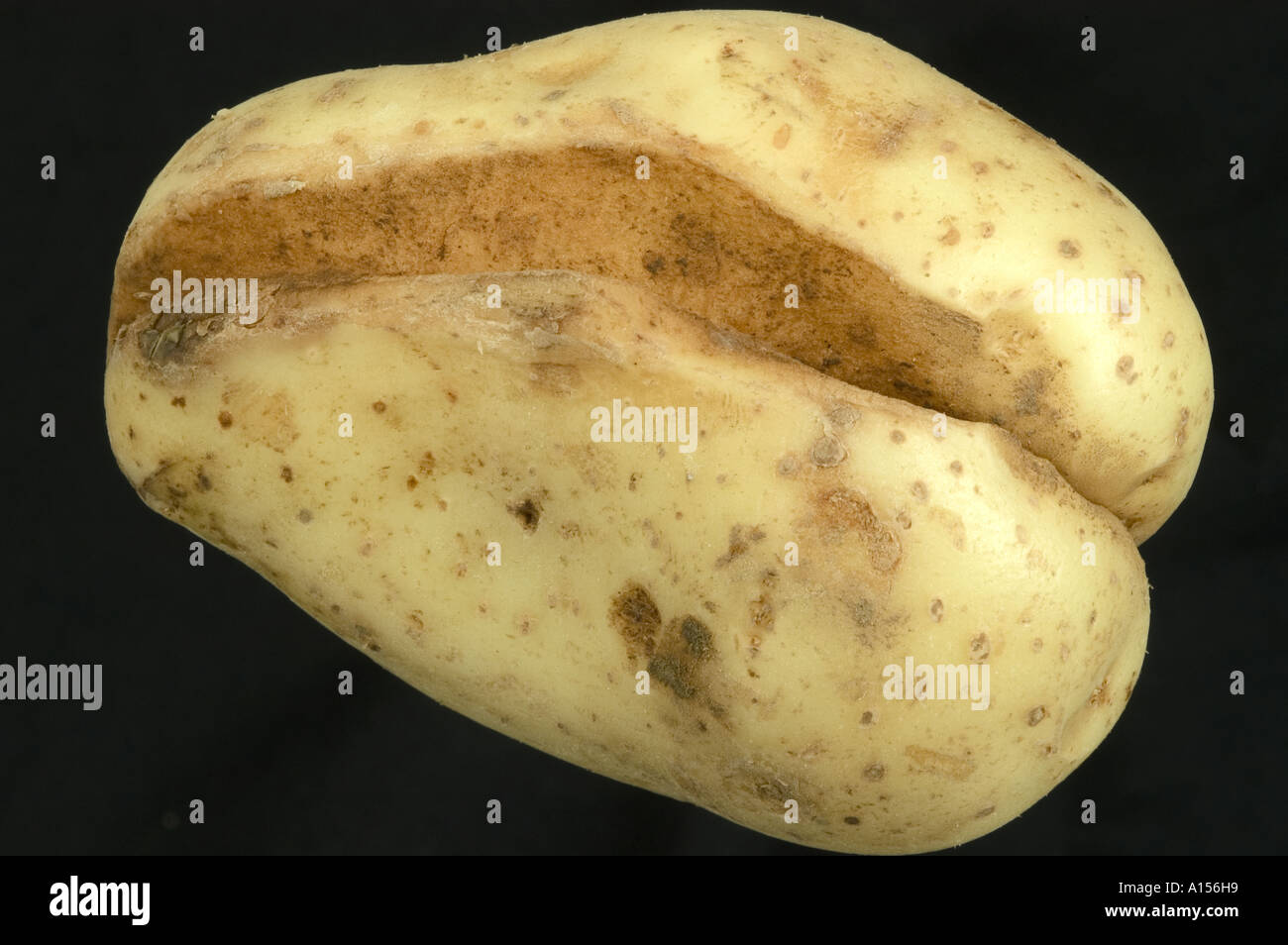 Potato splitting due to water uptake during growth Stock Photo Alamy