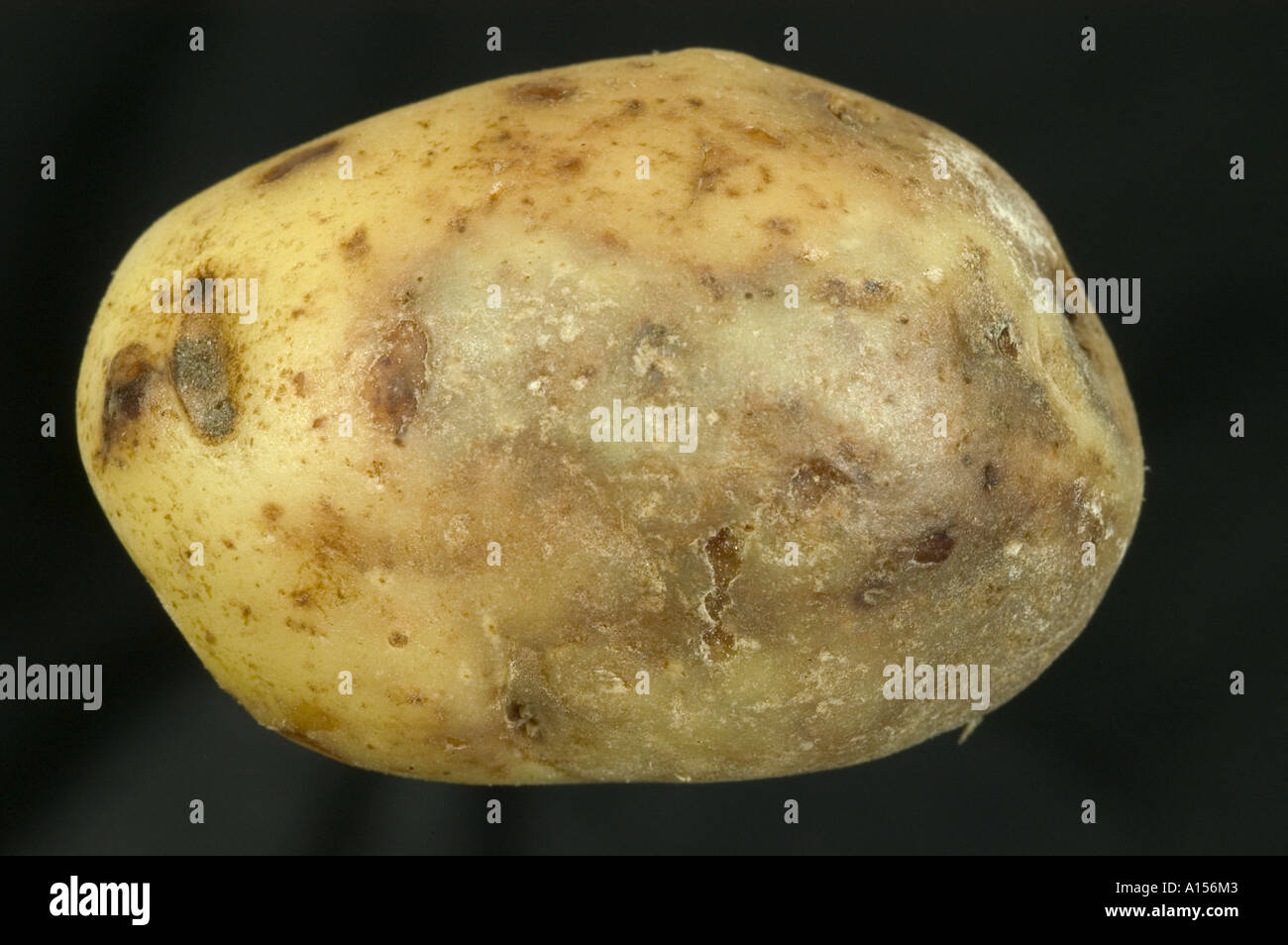 Discolouration caused by late blight Phytophthora infestans infection in potato tuber Stock Photo