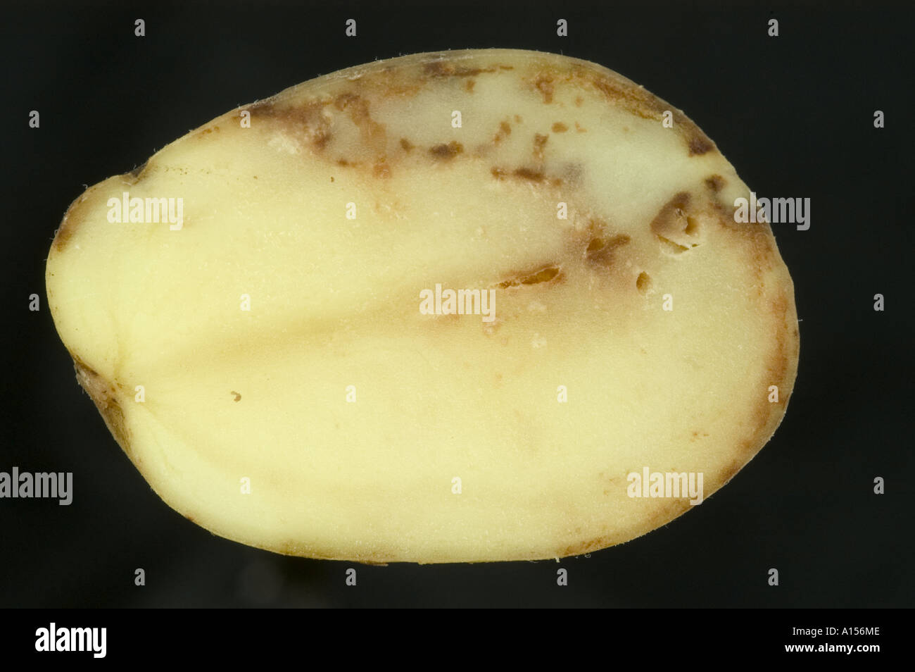 Flesh discolouration caused by late blight Phytophthora infestans in potato tuber section Stock Photo
