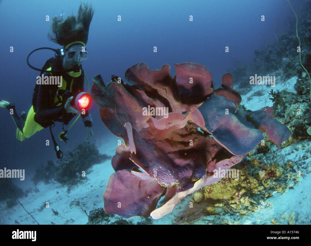 diver in underwaterworld Stock Photo