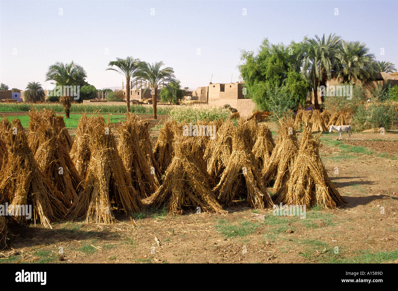 Sheaves of grain hires stock photography and images Alamy