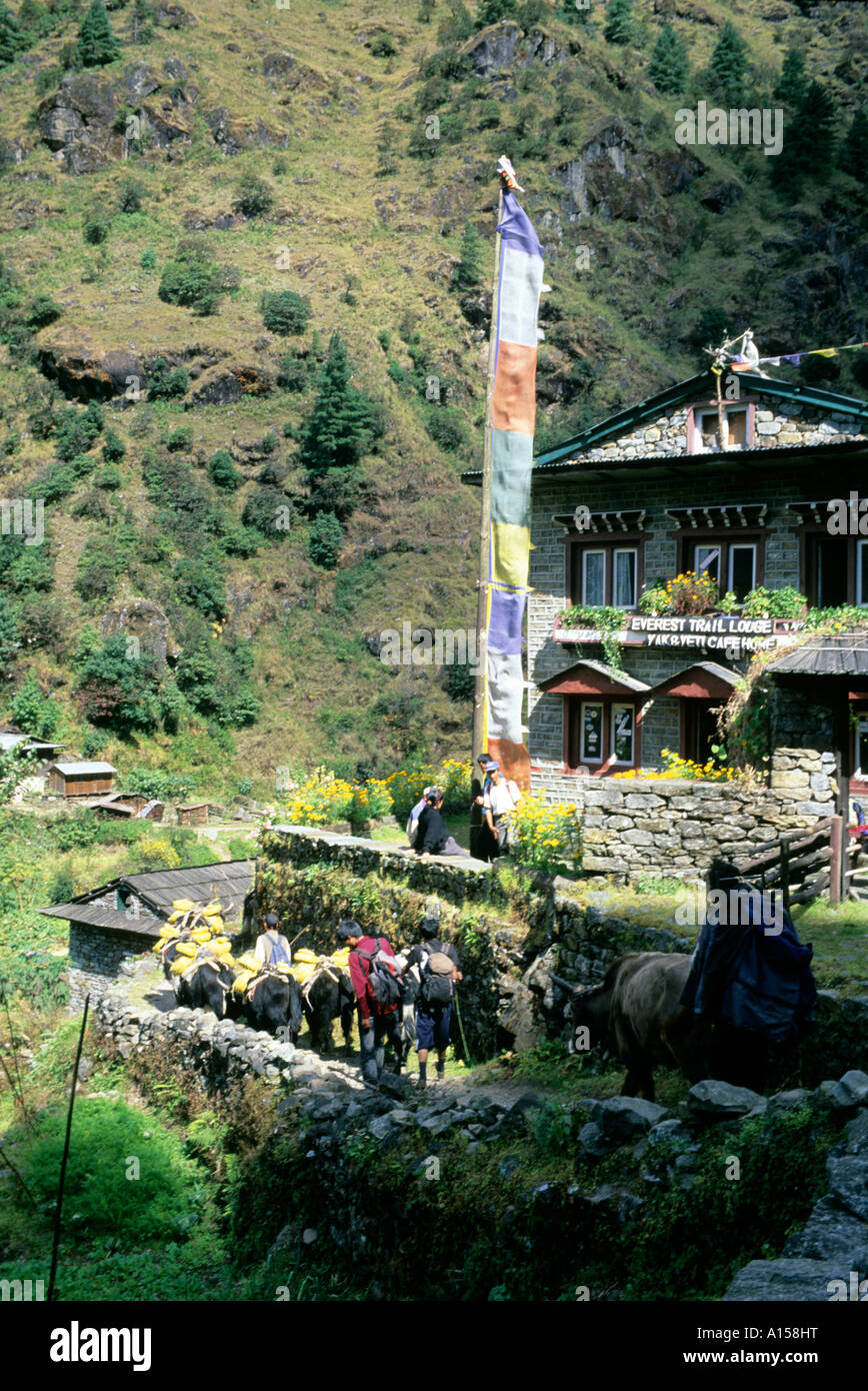 Tea house, yaks and Buddhist prayer flags, Himalayas, Nepal, Asia Stock Photo