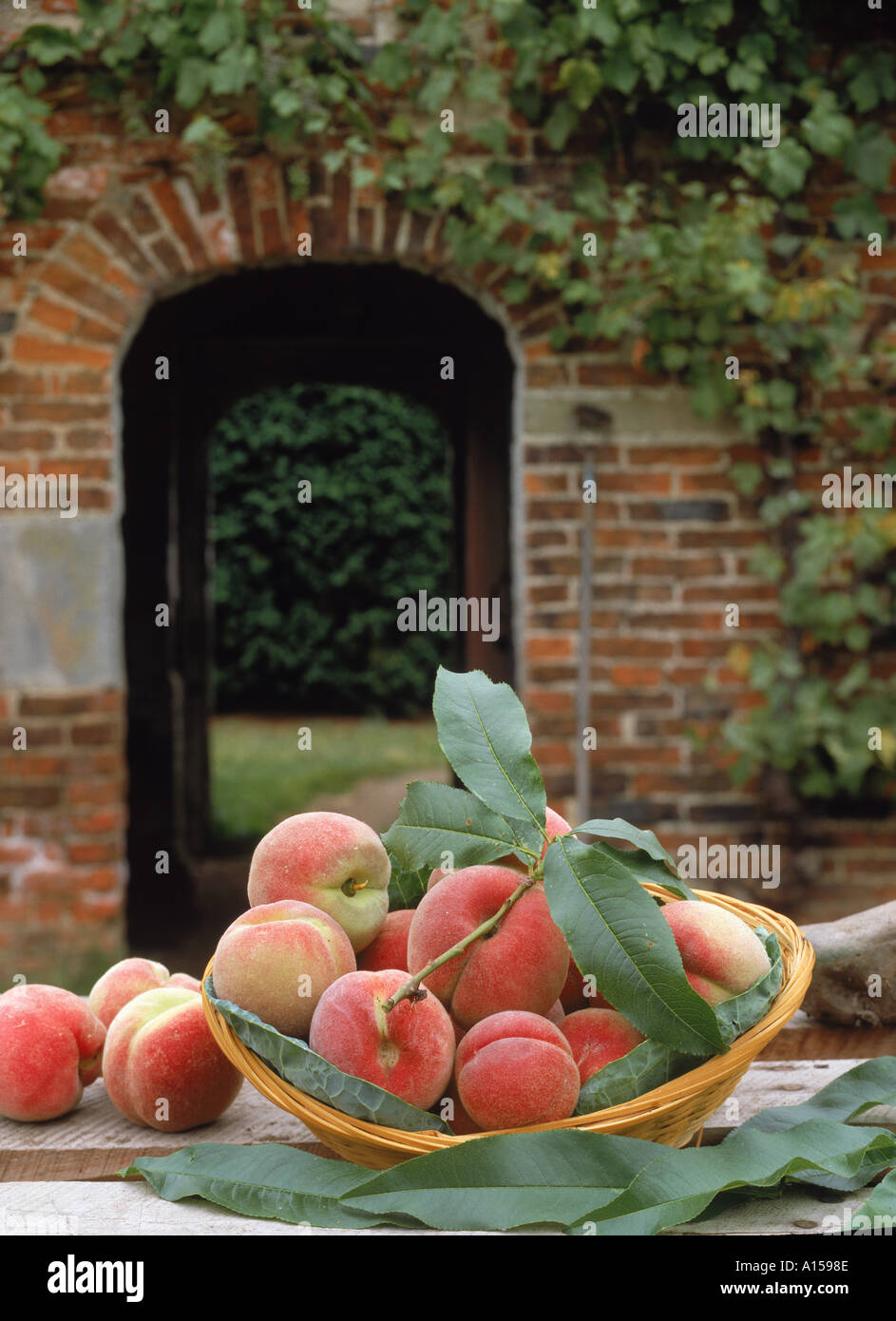 Close up of a basket of peaches grown in the kitchen garden of Kirkby Fleetham Hall Hotel England A Woolfitt Stock Photo
