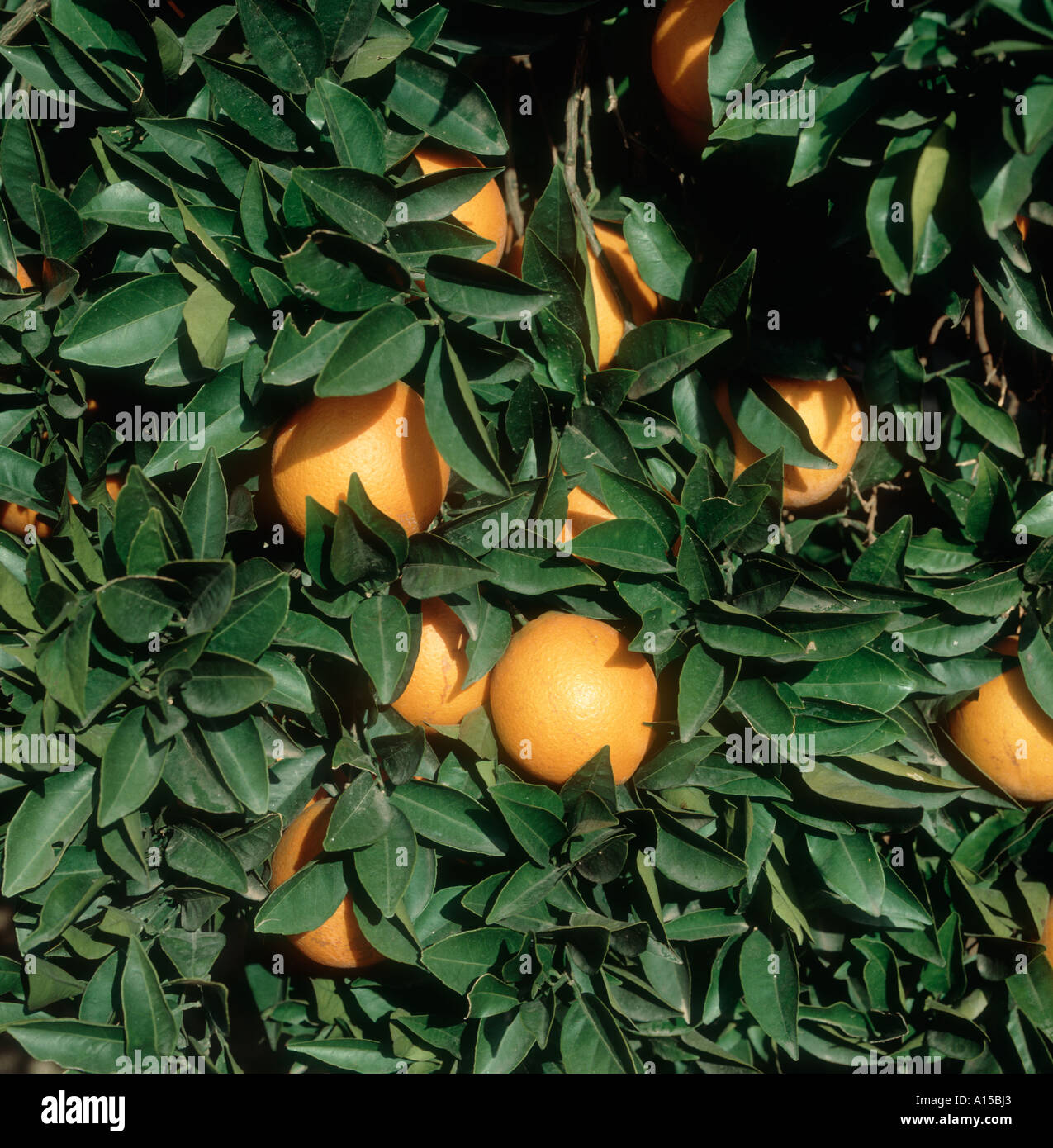 Oranges on the tree near valencia Spain Stock Photo Alamy