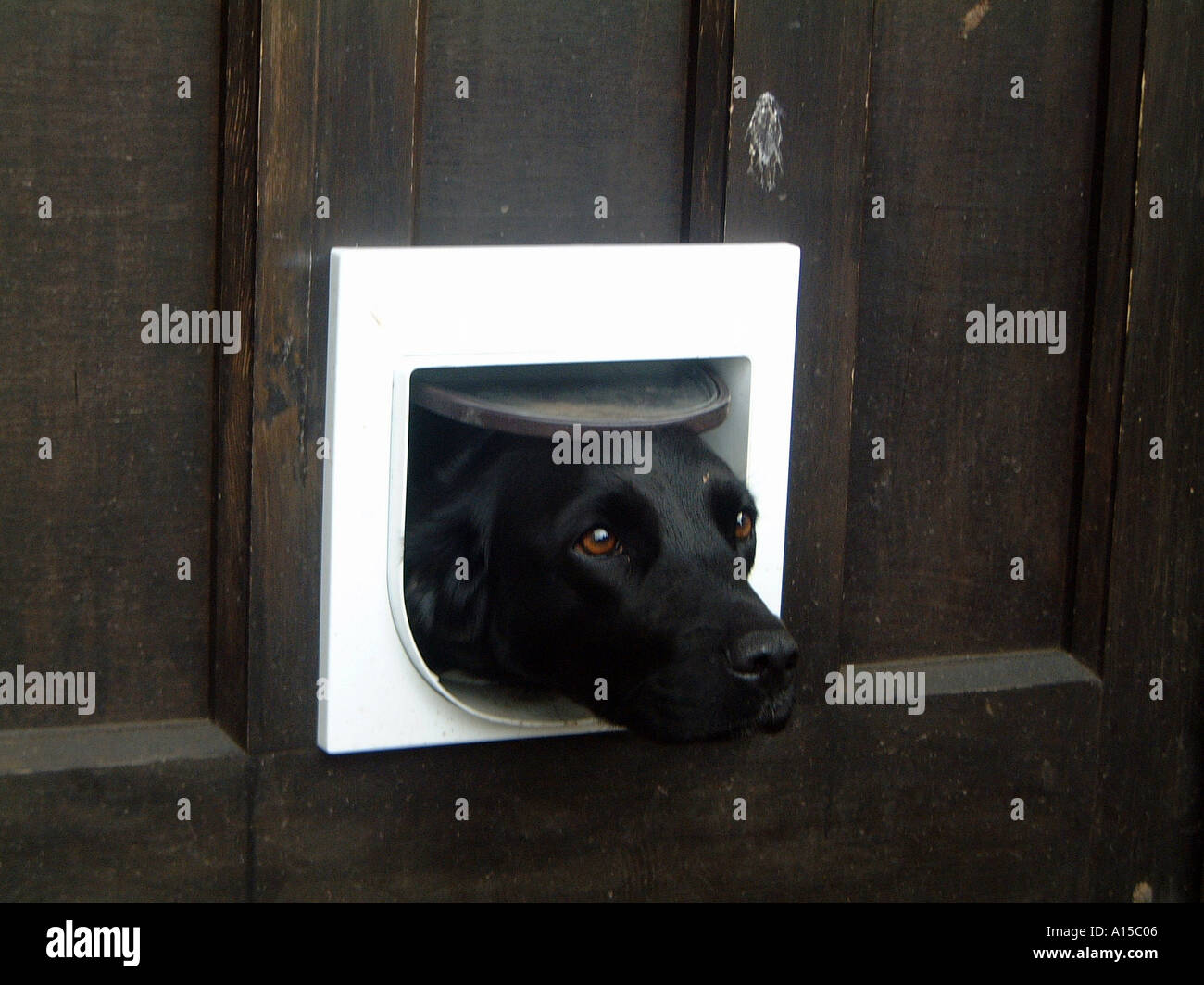 Dog with head through cat flap stuck Stock Photo