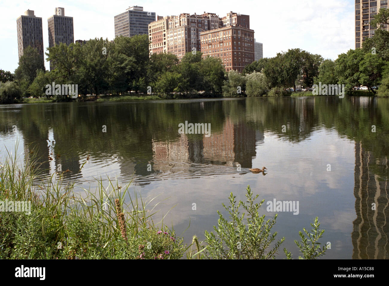 Chicago duck hi-res stock photography and images - Alamy