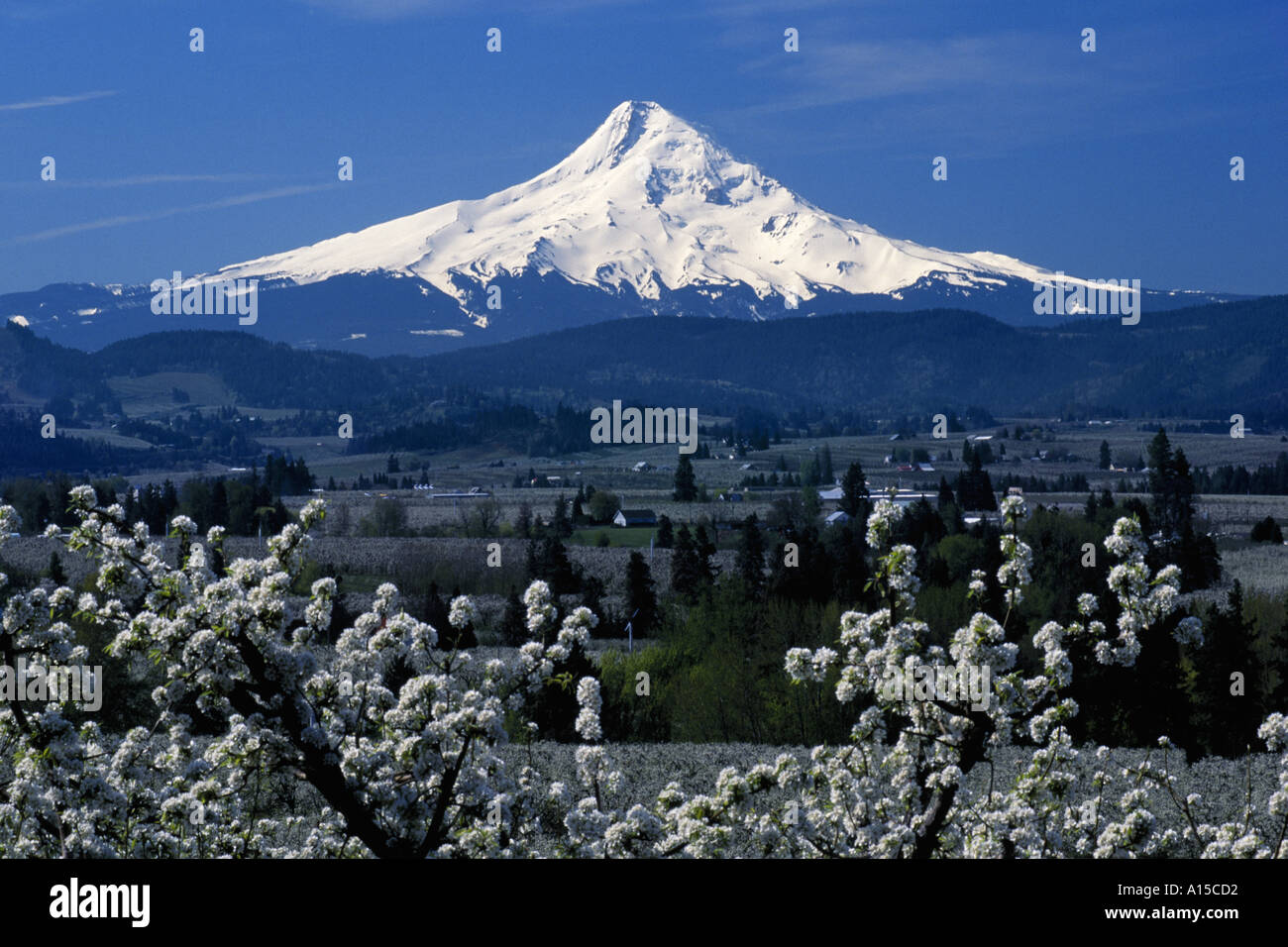 Mt Hood and pear orchards in blossom Hood River Valley spring Pine