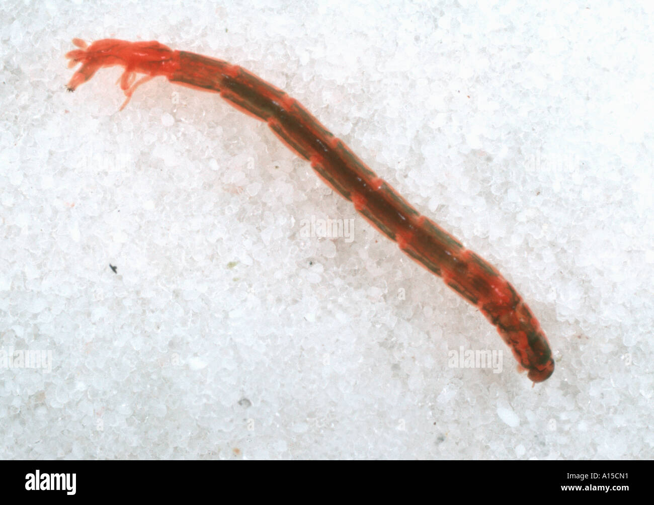 Midges size 10 14,16  Bloodworm 12 x Midge Blood Worm CHIRONOMID Larva 12